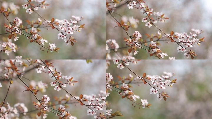 樱花春天的小花视频素材