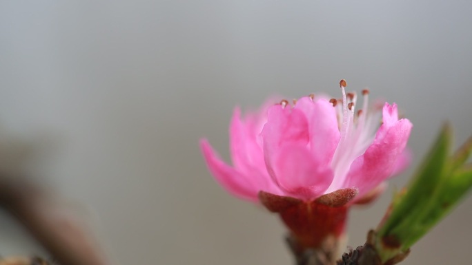 蜜蜂采蜜视频素材