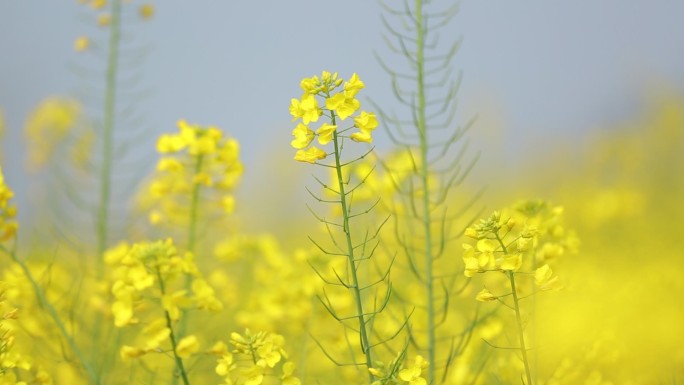 油菜花视频素材