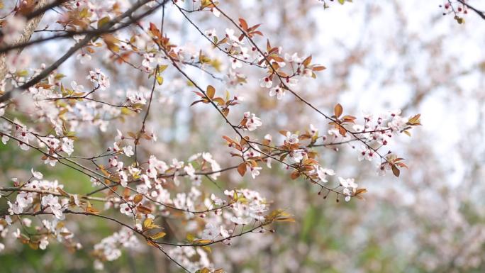 樱树花视频素材