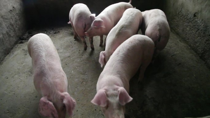 养殖养猪厂养猪场养殖猪场高清实拍