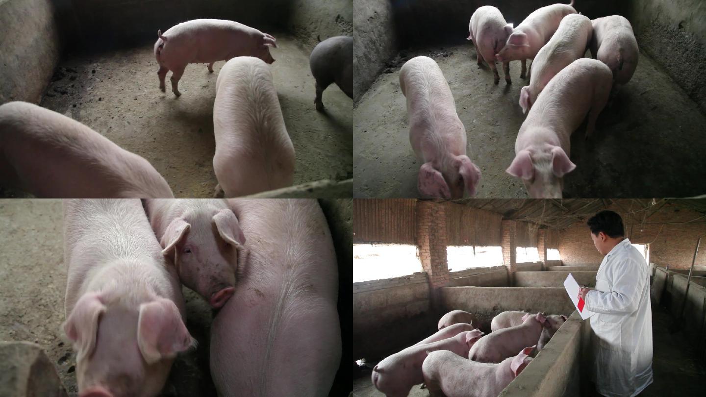 养殖养猪厂养猪场养殖猪场高清实拍