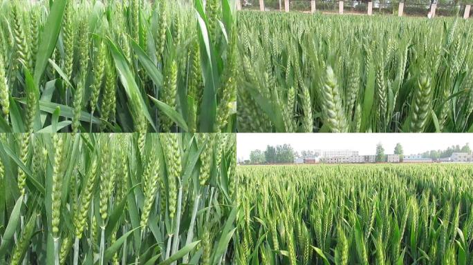 小麦生长期抽穗后期