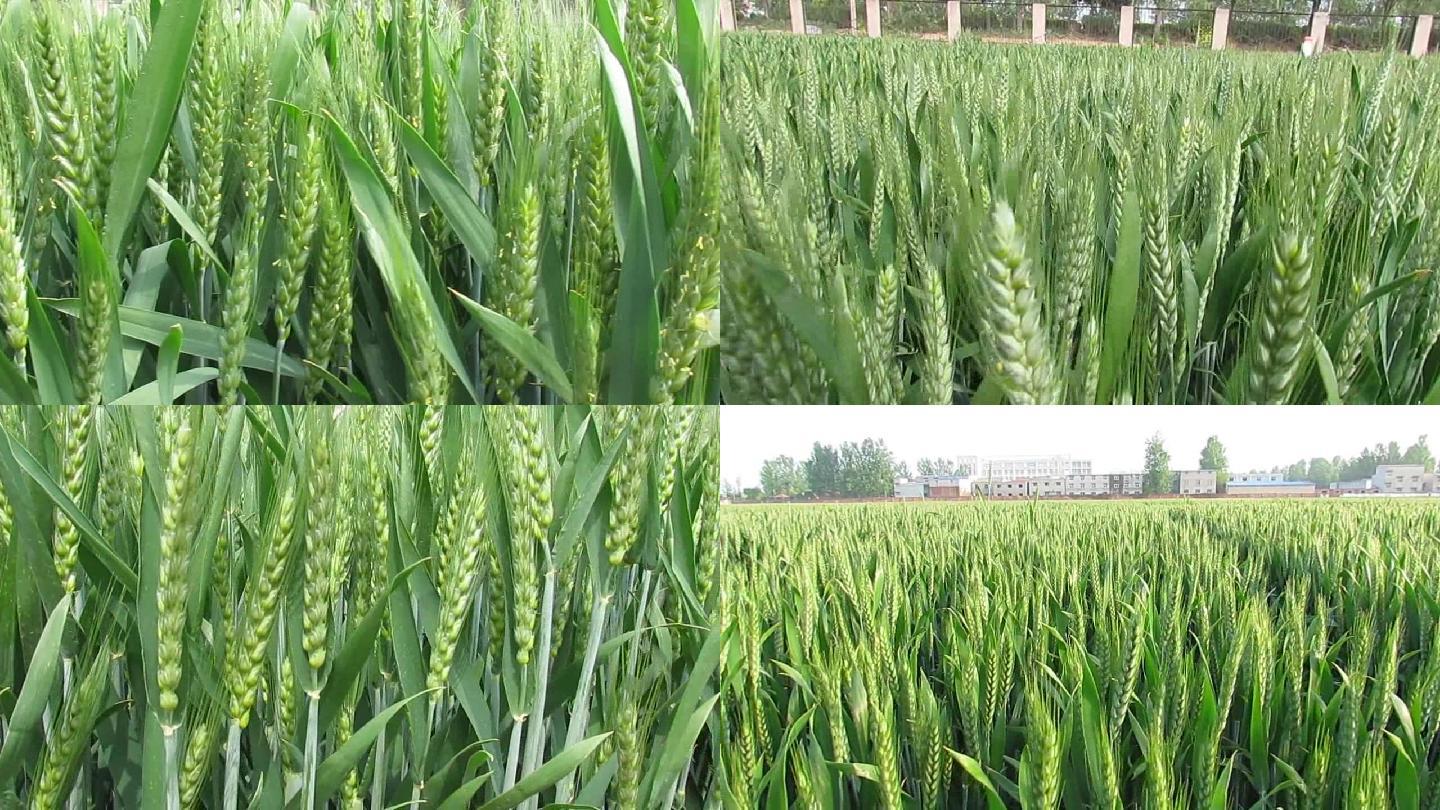 小麦生长期抽穗后期