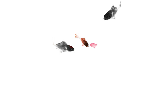 鱼群游动动画（3）-alpha通道