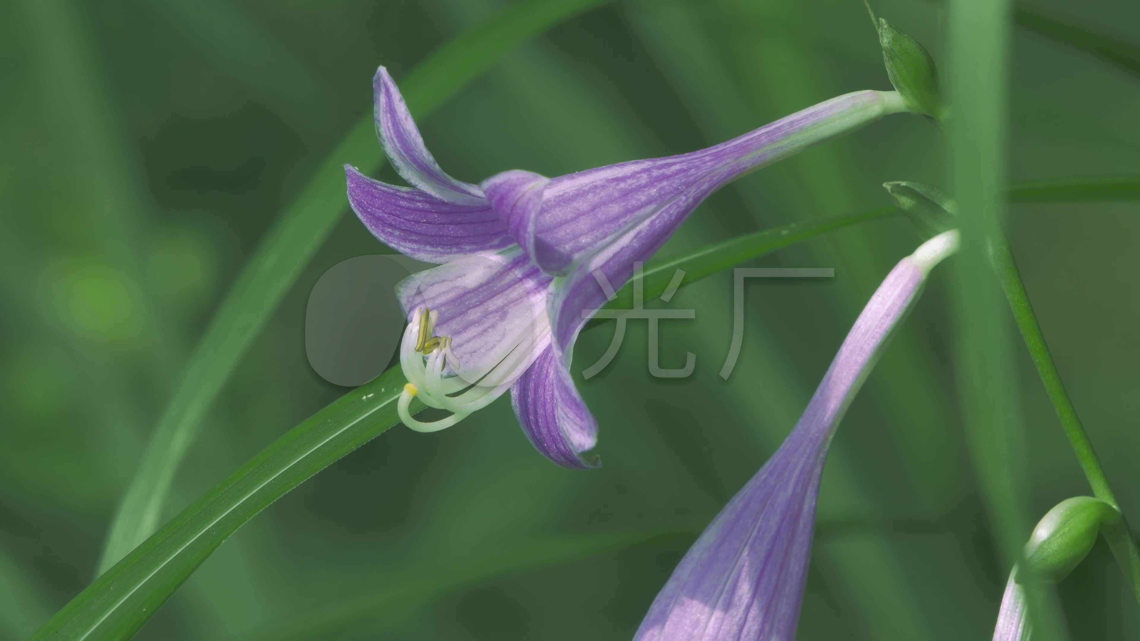 春意盎然湿地景观绿色森林沼泽地