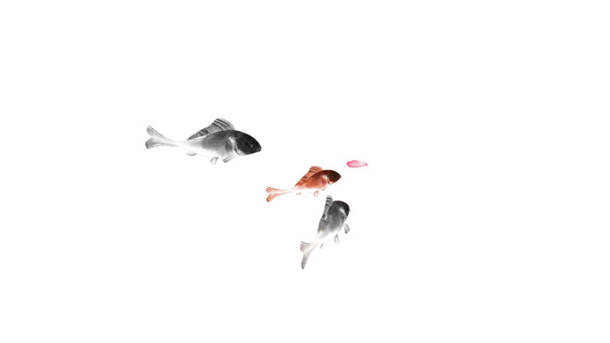 鱼群游动动画（2）-alpha通道