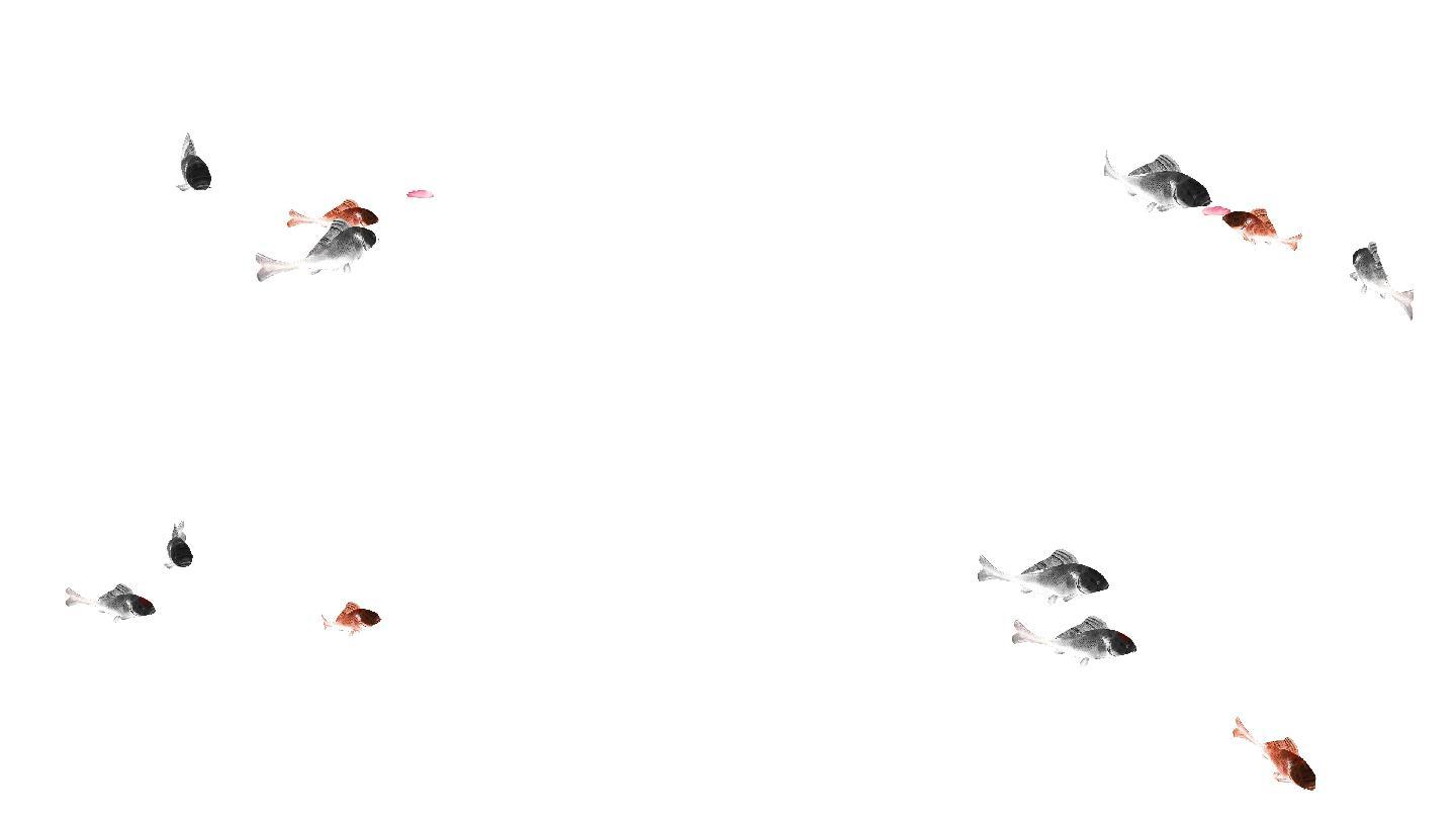 鱼群游动动画（2）-alpha通道