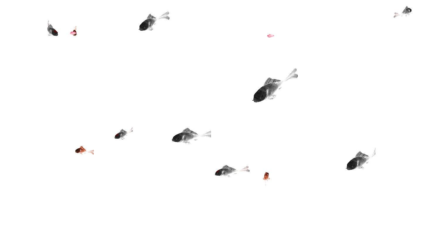 鱼群游动动画（4）-alpha通道