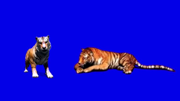 两只老虎蓝色背景可抠像