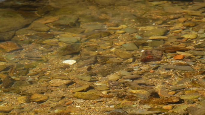 溪流中的小鱼石斑鱼泉水鱼野生小鱼