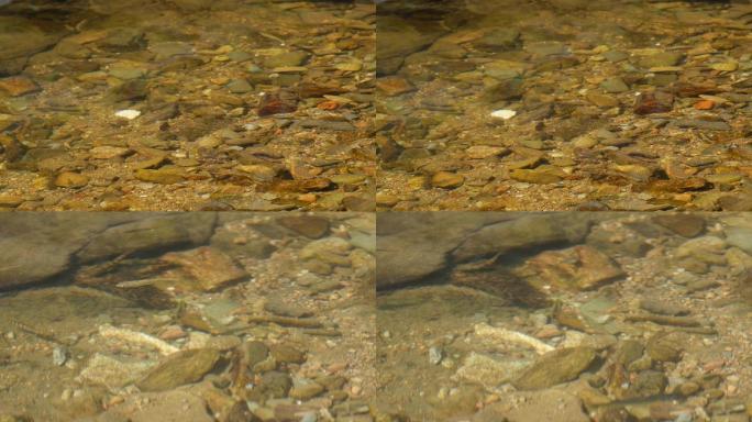 溪流中的小鱼石斑鱼泉水鱼野生小鱼