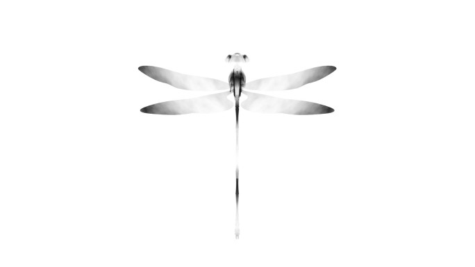 水墨蜻蜓（1）-alpha无缝循环
