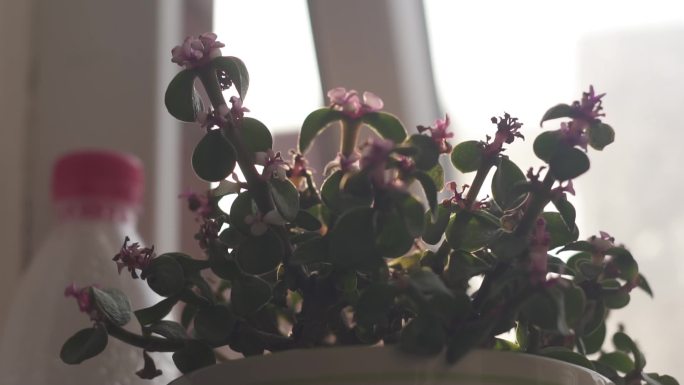 清晨窗台上的花