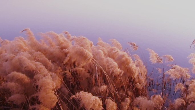 夕阳下芦花如诗