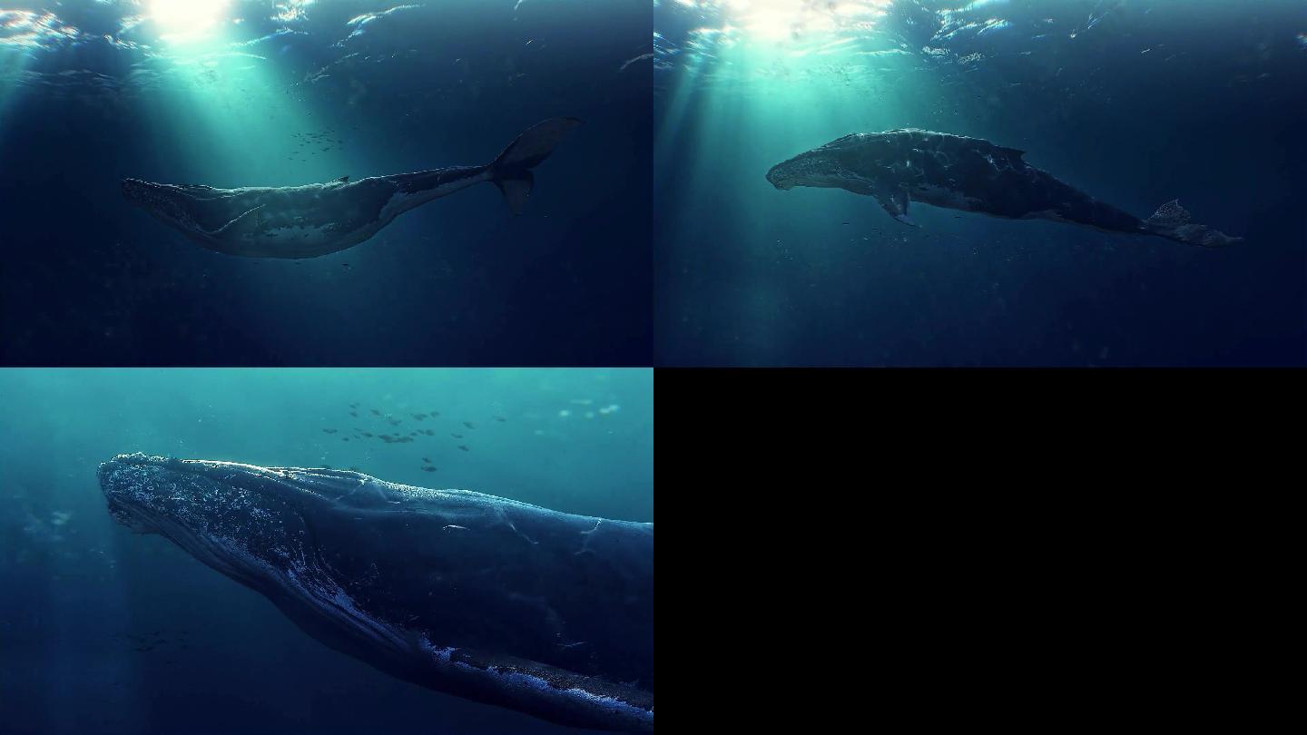 CG海底鲸鱼素材