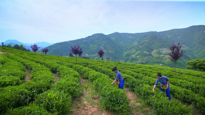 中国紫阳茶叶采茶风景