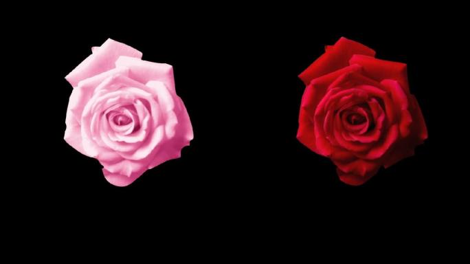 唯美真实玫瑰开花过程-带通道