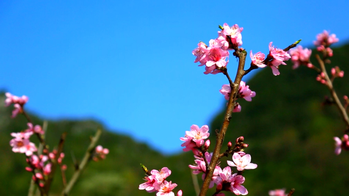 山花烂漫