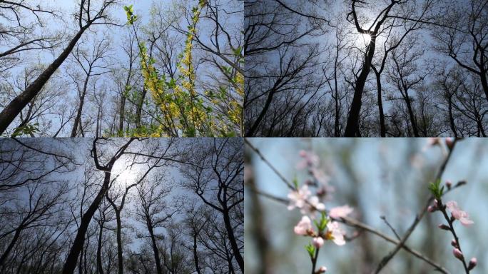 实拍自然树木发芽初春迎春花桃花植物发芽