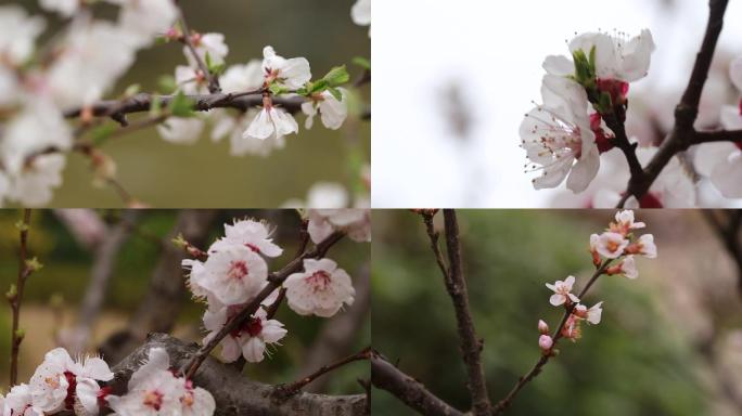 春天桃花开迎春花开满园春色微距拍摄