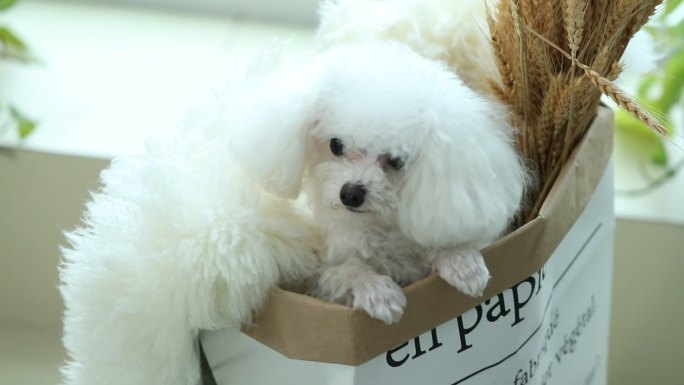 白色泰迪犬在纸盒里可爱萌萌哒