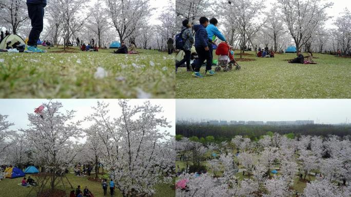 上海顾村公园樱花航拍