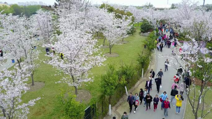 上海顾村公园樱花航拍