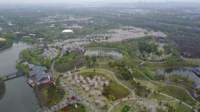 上海顾村公园樱花航拍