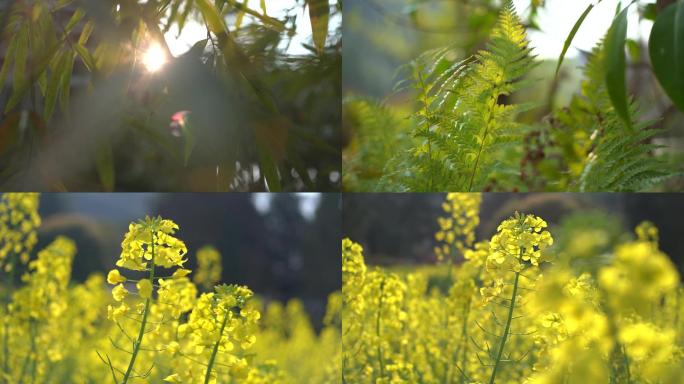 阳光穿过树叶油菜花唯美逆光4k