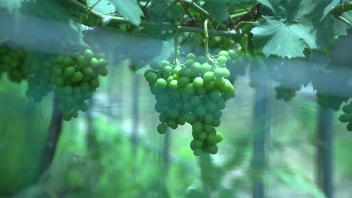 实拍进口葡萄酒生产基地葡萄种植园