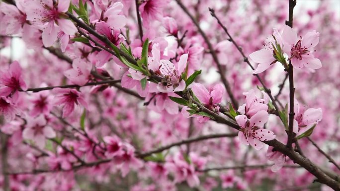 实拍春天盛开的桃花