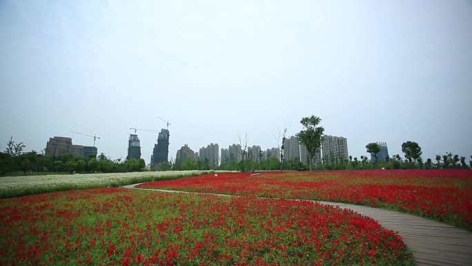 大蜀山四季花海