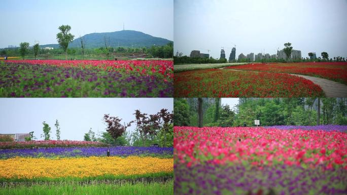 大蜀山四季花海