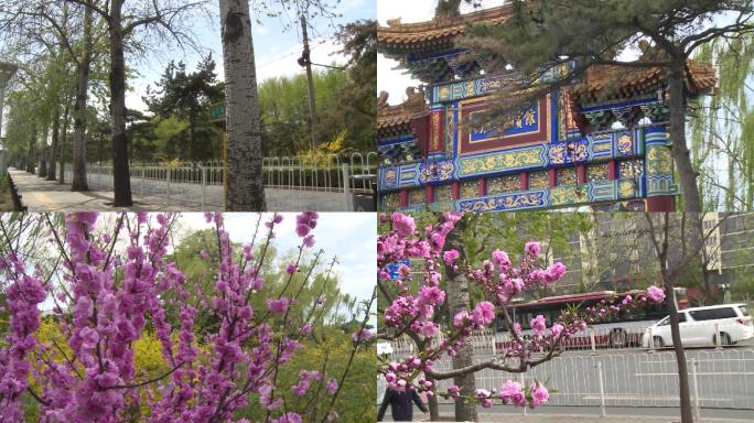 北京街道春天花朵