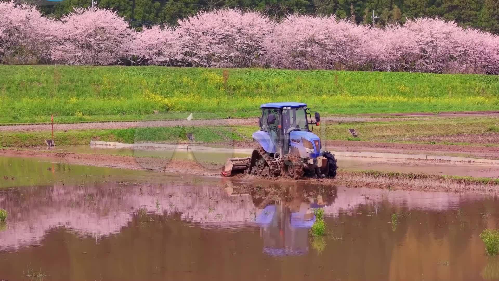 日本千叶县小凑铁道电车油菜花樱花田野春色_