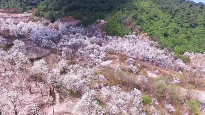 高山花开香如海航拍