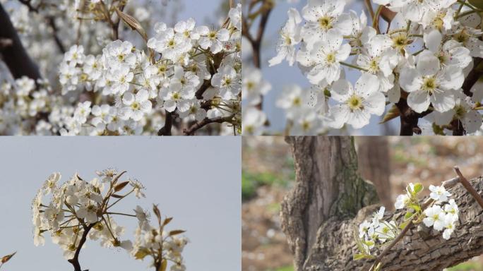 梨花特写视频素材