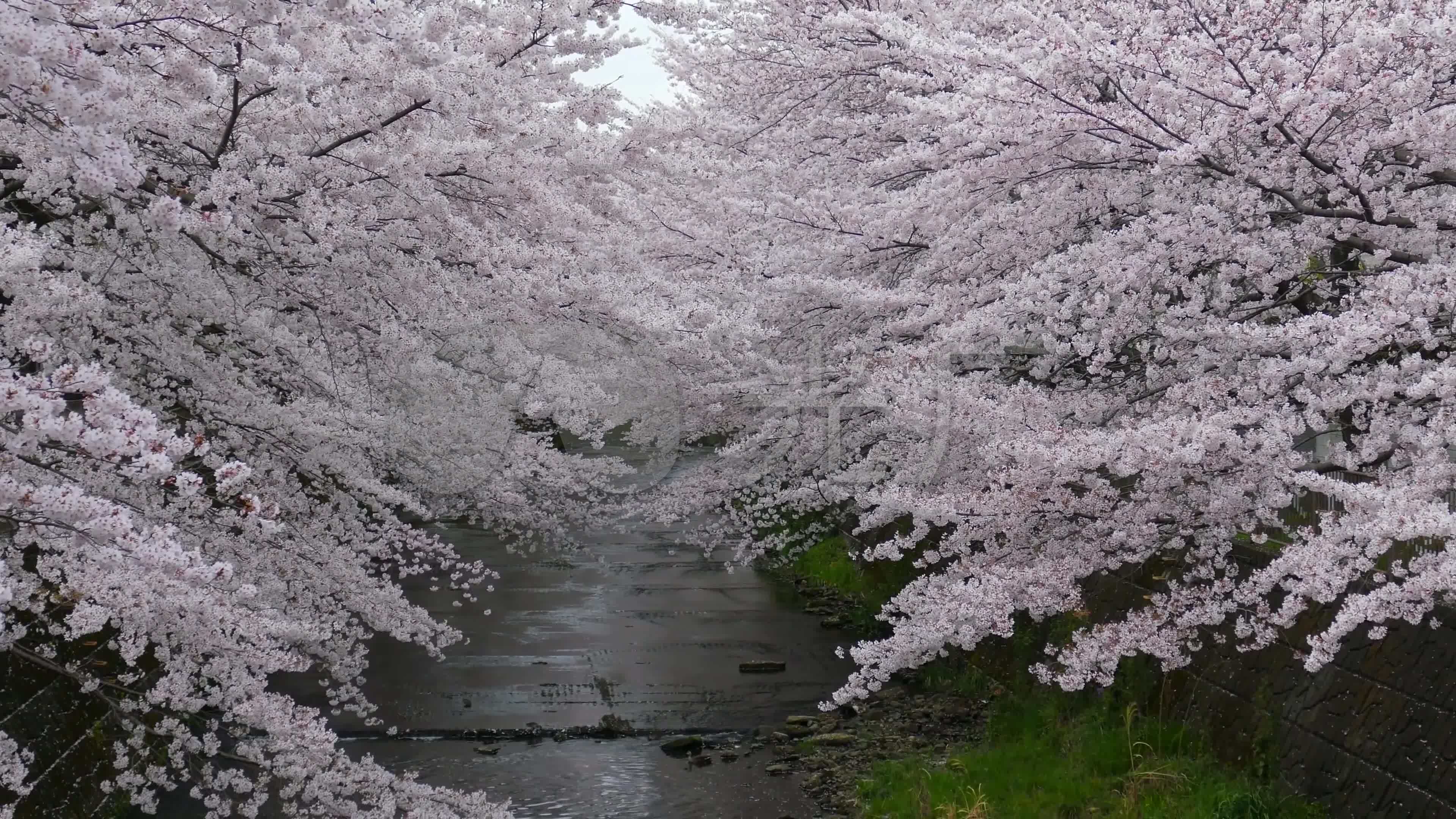 4k春天春暖花开樱花树河流_3840x2160_高清视频素材下载(编号:2364928