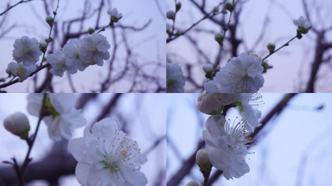 泉城公园osmo拍摄春天-白海棠花