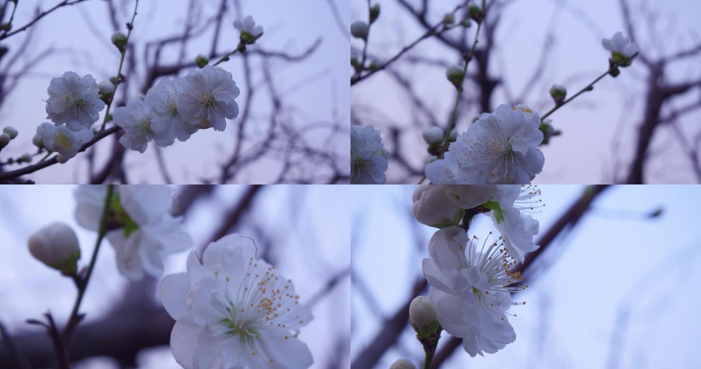 泉城公园osmo拍摄春天-白海棠花