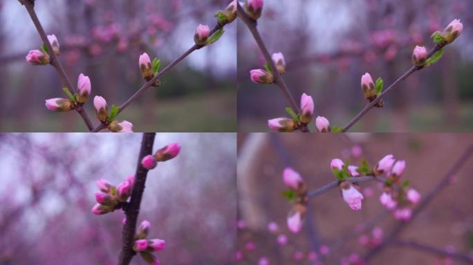 泉城公园osmo拍摄春天-粉红海棠花