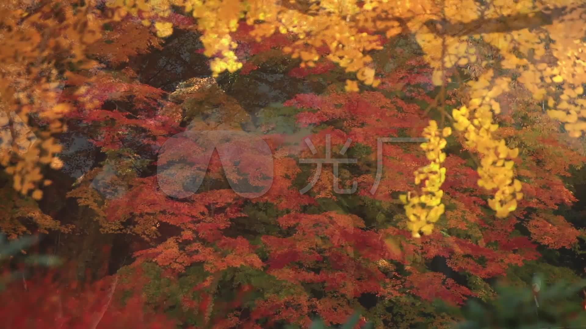 日本楓葉寺廟古剎佛教禪意意境空鏡頭