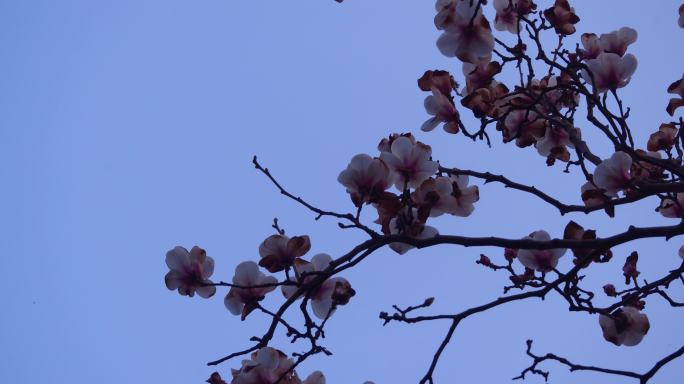 泉城公园osmo春天-海棠花粉色