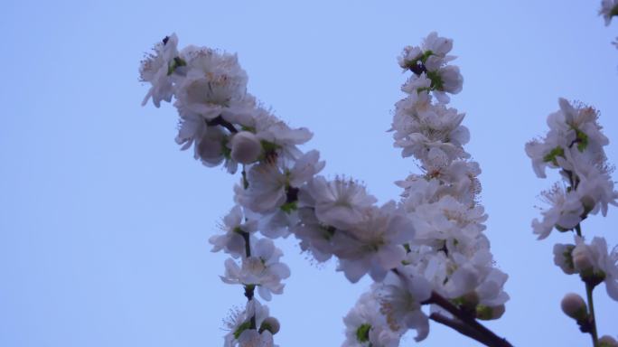 泉城公园osmo拍摄春天-白色花