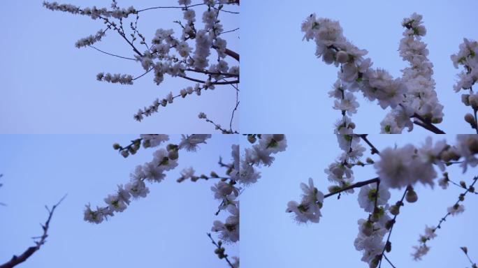 泉城公园osmo拍摄春天-白色花