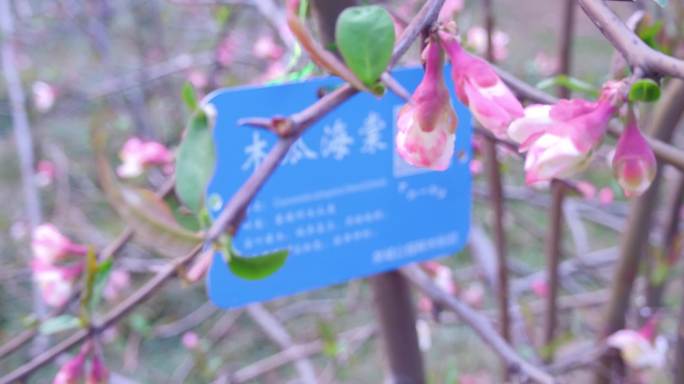 泉城公园osmo拍摄春天-木瓜海棠花