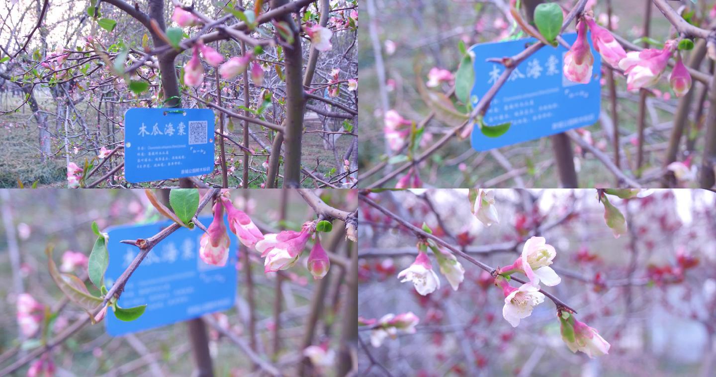 泉城公园osmo拍摄春天-木瓜海棠花