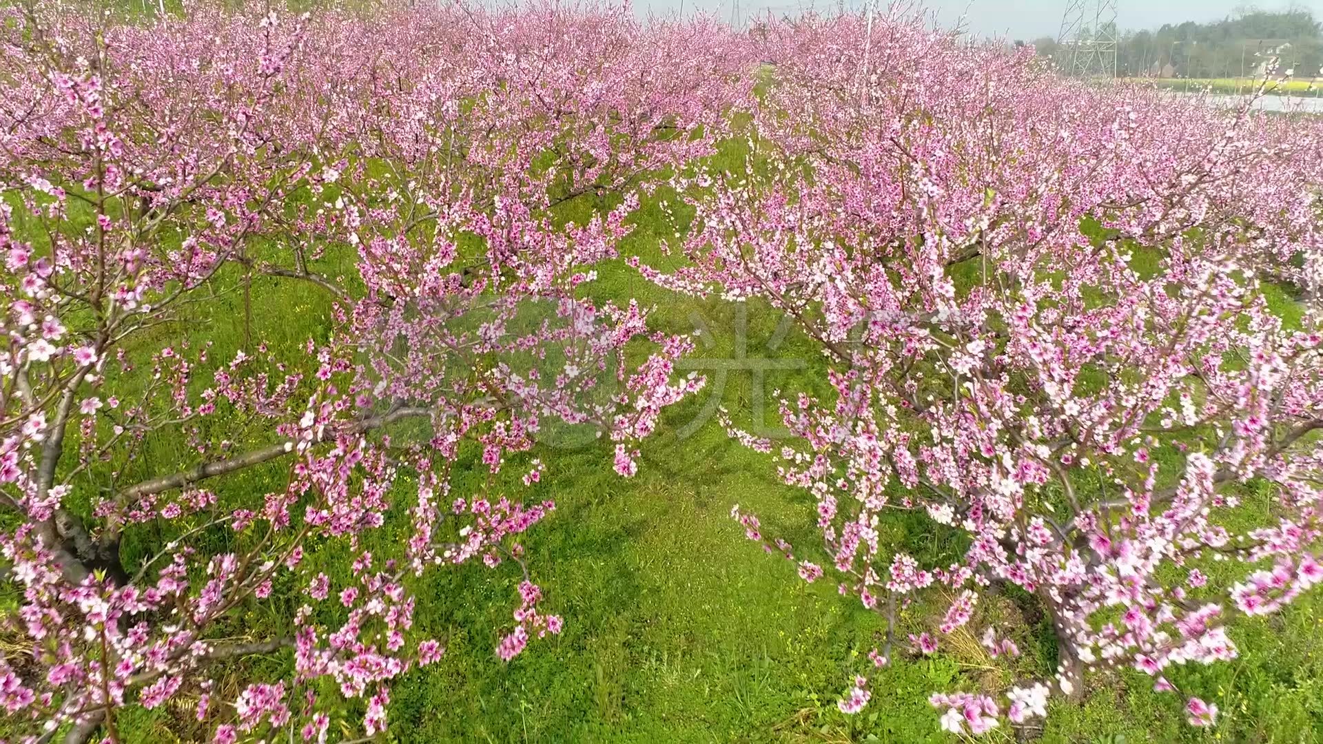 太美了！林州有个70亩的桃花林！_今日林州_资讯_爱林州网