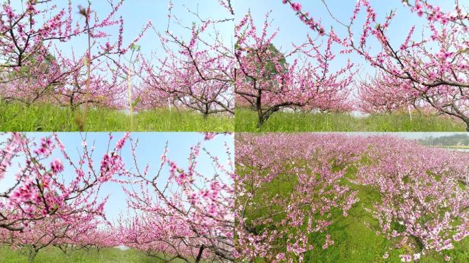 航拍桃花林桃花花开